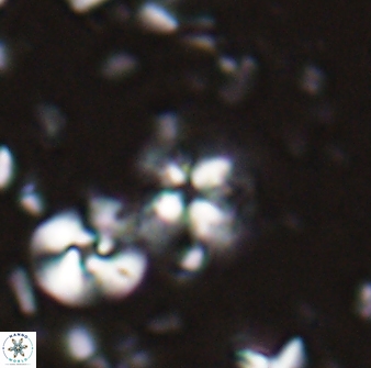 Ilselithina fusa 27961
