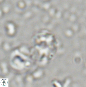 Ilselithina fusa 27962