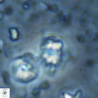 Ilselithina fusa 27963