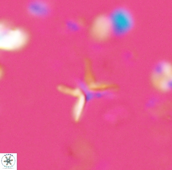 Ilselithina fusa 28045