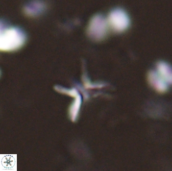 Ilselithina fusa 28046