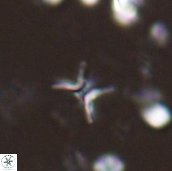 Ilselithina fusa 28048