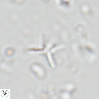 Ilselithina fusa 28049