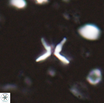 Ilselithina fusa 28043