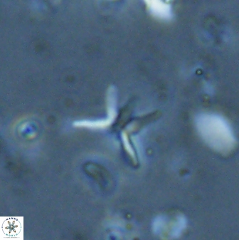Ilselithina fusa 28051