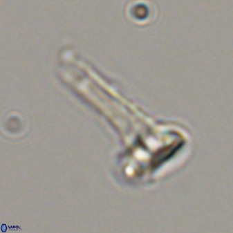 Isocrystallithus compactus 39441