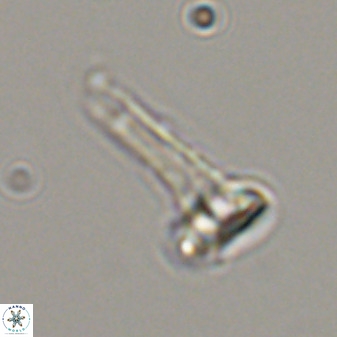 Isocrystallithus compactus 39441