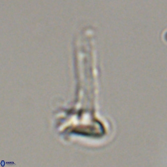 Isocrystallithus compactus 39442