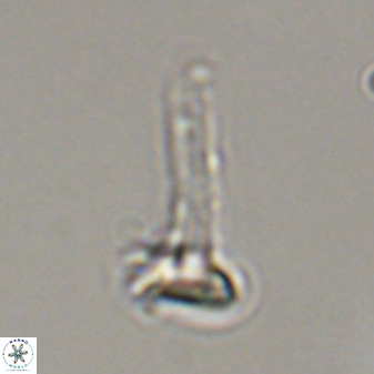Isocrystallithus compactus 39442