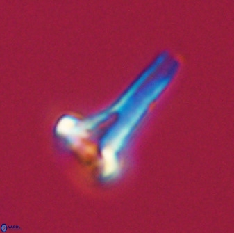 Isocrystallithus compactus 39443