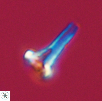 Isocrystallithus compactus 39443