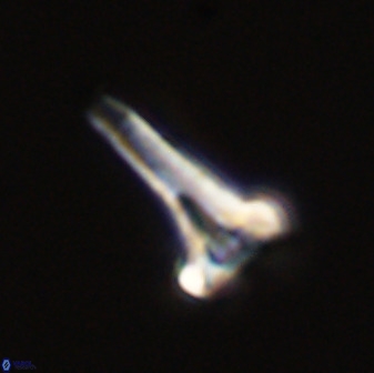 Isocrystallithus compactus 39445