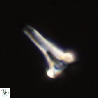 Isocrystallithus compactus 39445
