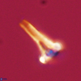 Isocrystallithus compactus 39446