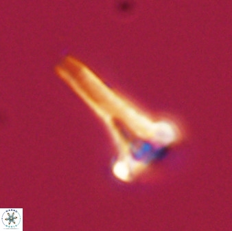 Isocrystallithus compactus 39446