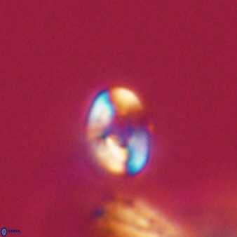 Isocrystallithus compactus 39452