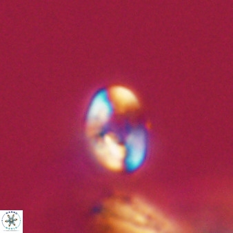 Isocrystallithus compactus 39452