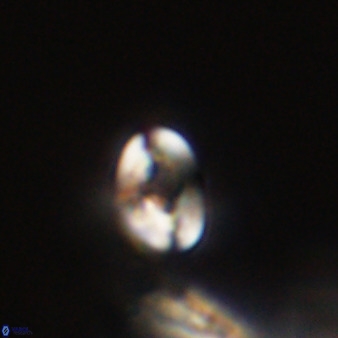 Isocrystallithus compactus 39453