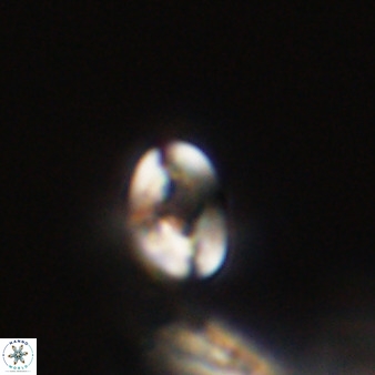 Isocrystallithus compactus 39453