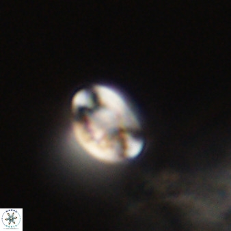 Isocrystallithus compactus 39454