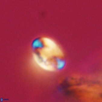 Isocrystallithus compactus 39455