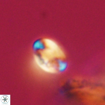 Isocrystallithus compactus 39455