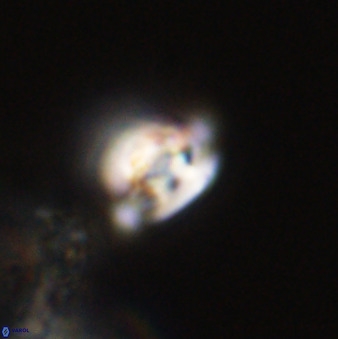 Isocrystallithus compactus 39460