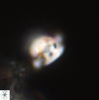Isocrystallithus compactus 39460