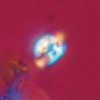 Isocrystallithus compactus 39465