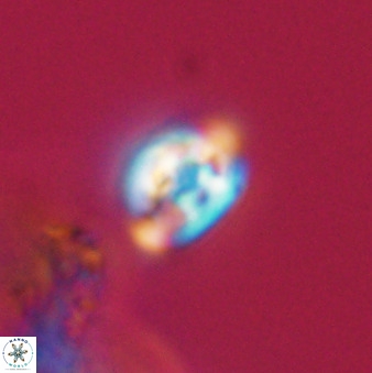 Isocrystallithus compactus 39465