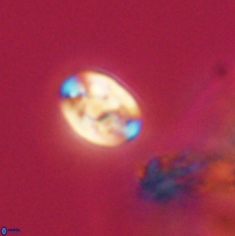 Isocrystallithus compactus 39466