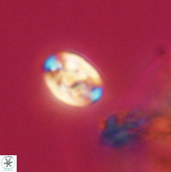 Isocrystallithus compactus 39466