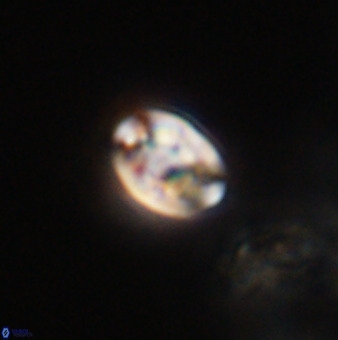 Isocrystallithus compactus 39467