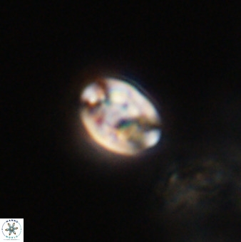 Isocrystallithus compactus 39467