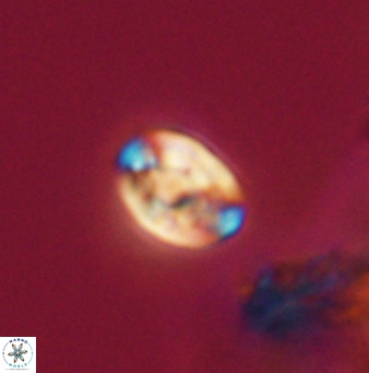 Isocrystallithus compactus 39468
