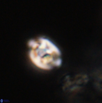 Isocrystallithus compactus 39470