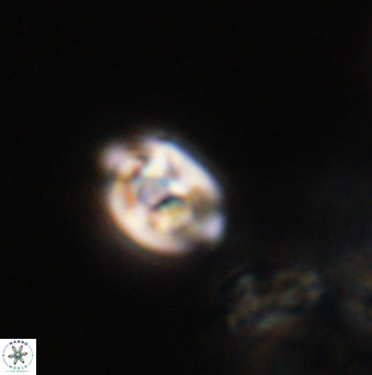 Isocrystallithus compactus 39470