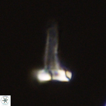 Isocrystallithus compactus 39483