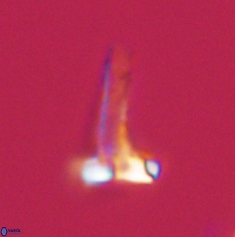 Isocrystallithus compactus 39484