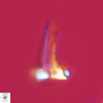 Isocrystallithus compactus 39484