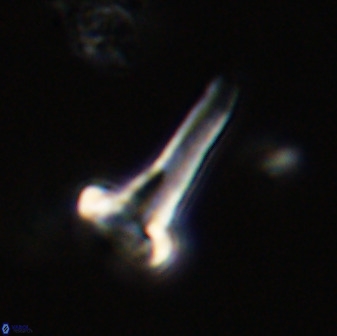 Isocrystallithus compactus 39430