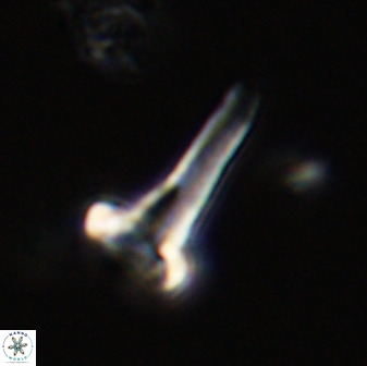 Isocrystallithus compactus 39430