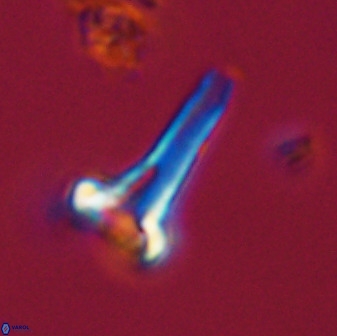 Isocrystallithus compactus 39431