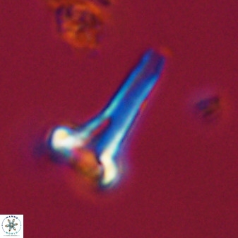 Isocrystallithus compactus 39431