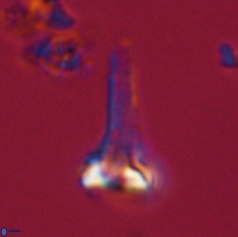 Isocrystallithus compactus 39432