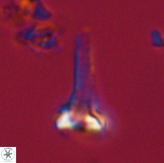 Isocrystallithus compactus 39432