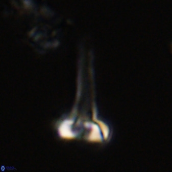 Isocrystallithus compactus 39433