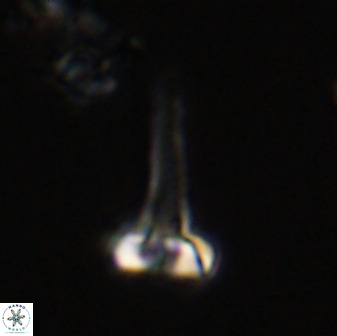 Isocrystallithus compactus 39433