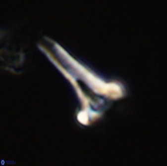 Isocrystallithus compactus 39434