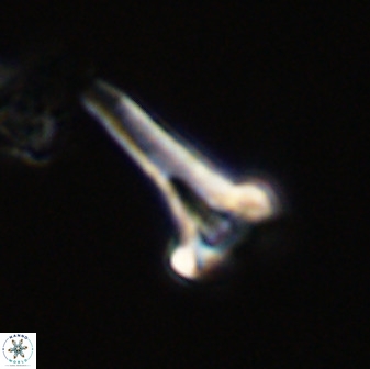 Isocrystallithus compactus 39434